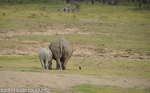Mother and cub white rhinos.
