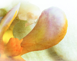 Orchid - Stained 14-2973