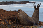 Male Southern Elephant Seal