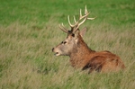 Red Deer