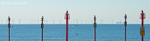Cormorants And Turbines