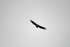 Griffon Vulture