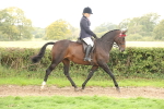 S65 - Riding Horse & Hack & Thoroughbred Ridden portfolio
