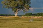 Zebra in Landscape