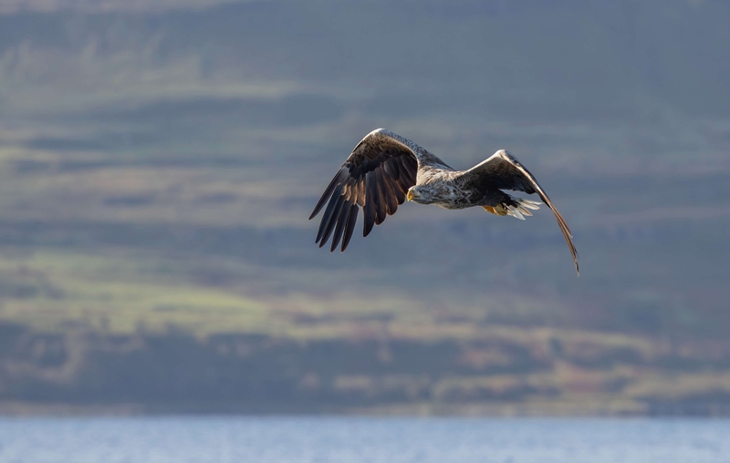 White Tailed Eagle - Isle of Mull - Scotland