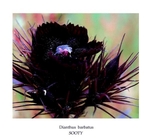 Dianthus barbatus 'Sooty'
