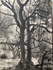 Wild Wood Drawing 3 56cm x 76cm Mixed Media on Paper