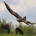 Black Kite