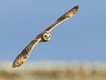 Short-eared Owl banking at Hawling, Gloucestershire