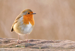 Robin