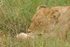 African lioness sleeping peacefully
