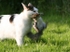 521 Cat and Squirrel