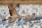 Sandhill Crane overflying Snow Geese, Bosque del Apache, New Mexico
