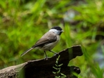 Marsh Tit