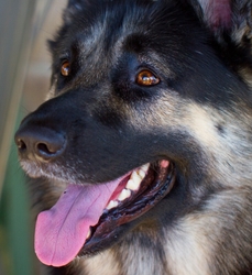 AnimalsCreatures _0079