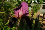 Iris 1045