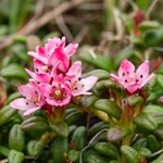 Creeping azalea (Loiseleuria procumbens)