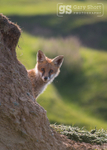 Curious Fox cub