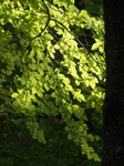 28th July Sunlight on Beech Leaves