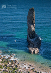 Seabirds, Elegug Stacks