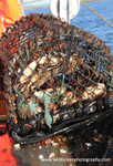 HCF009: Creel catch