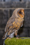 barn owl tyto alba-4446