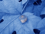 At home in fall
