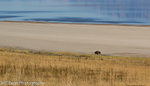 Buff on the Beach, Antelope Island
