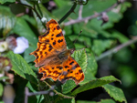 Comma