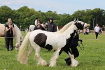 SIAL3038