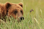 Brown Bear close in long grass, Silver Salmon Creek, Alaska