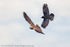 Carrion Crow (Corvus corone) mobbing Marsh Harrier (Circus aerug
