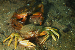 Liocarcinus depurator moulting g
