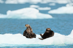 Two Sea Otters on ice floe near Surprise Glacier, Alaska