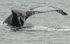 Humpbacked whale