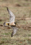 Peregrine Falcon