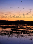 Snow Geese flying at dawn, Bosque del Apache, New Mexico