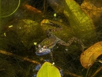 Edible Frog