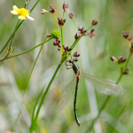 Emerald Damselfly