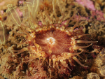 Hormathia coronata