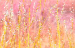 PUSSY WILLOWS IN RAIN - NORFOLK COUNTY