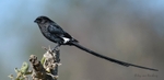 Magpie Shrike