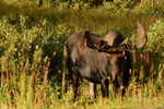 Snowy Range Bull Moose