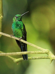 Male Green-crowned Brilliant perched, Costa Rica