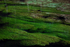 Flowing Weed