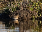 Common Snipe