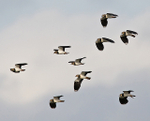 Lapwing flock at Otmoor