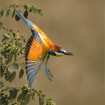 Print-Gold-Jan Sullivan-Taking Flight