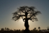 Okavango Tree