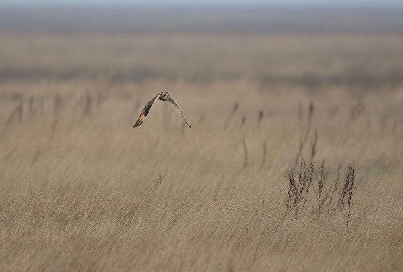 Short Eared Owl